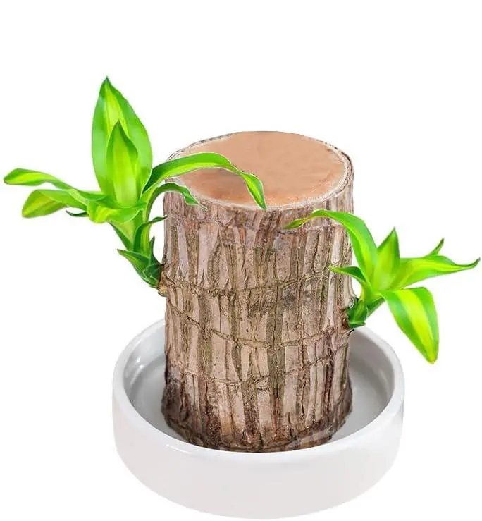 Brazilian Lucky Bamboo Live Plant ,Good Luck Plant ,Lucky Brazil Wood Plant, Healthy Indoor Feng Shui Plant For Home Decor (Brazilian Lucky Bamboo)
