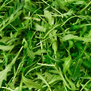 Heirloom Arugula Wild Roquette Seeds - Organic and Regenerative Gardening Seeds
