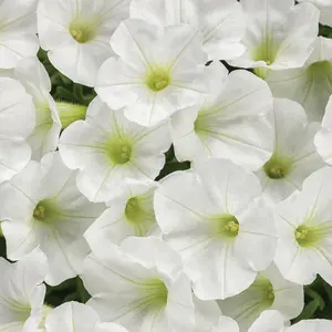 Supertunia Mini Vista® White Petunia