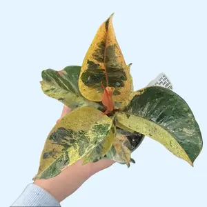 4" Moonshine Rubber Tree - Ficus Shivereana  - Variegated Live Plant - Easy Care Houseplant