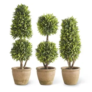 Podocarpus Topiary
