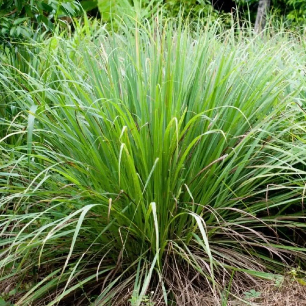 Lemon Grass Starter Plants - Organic Non GMO - Pesticide Free