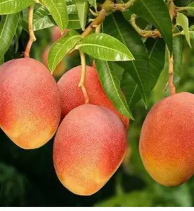 Glenn Mango Tree, grafted in 3 gallons pot, No Ship to AZ and HI