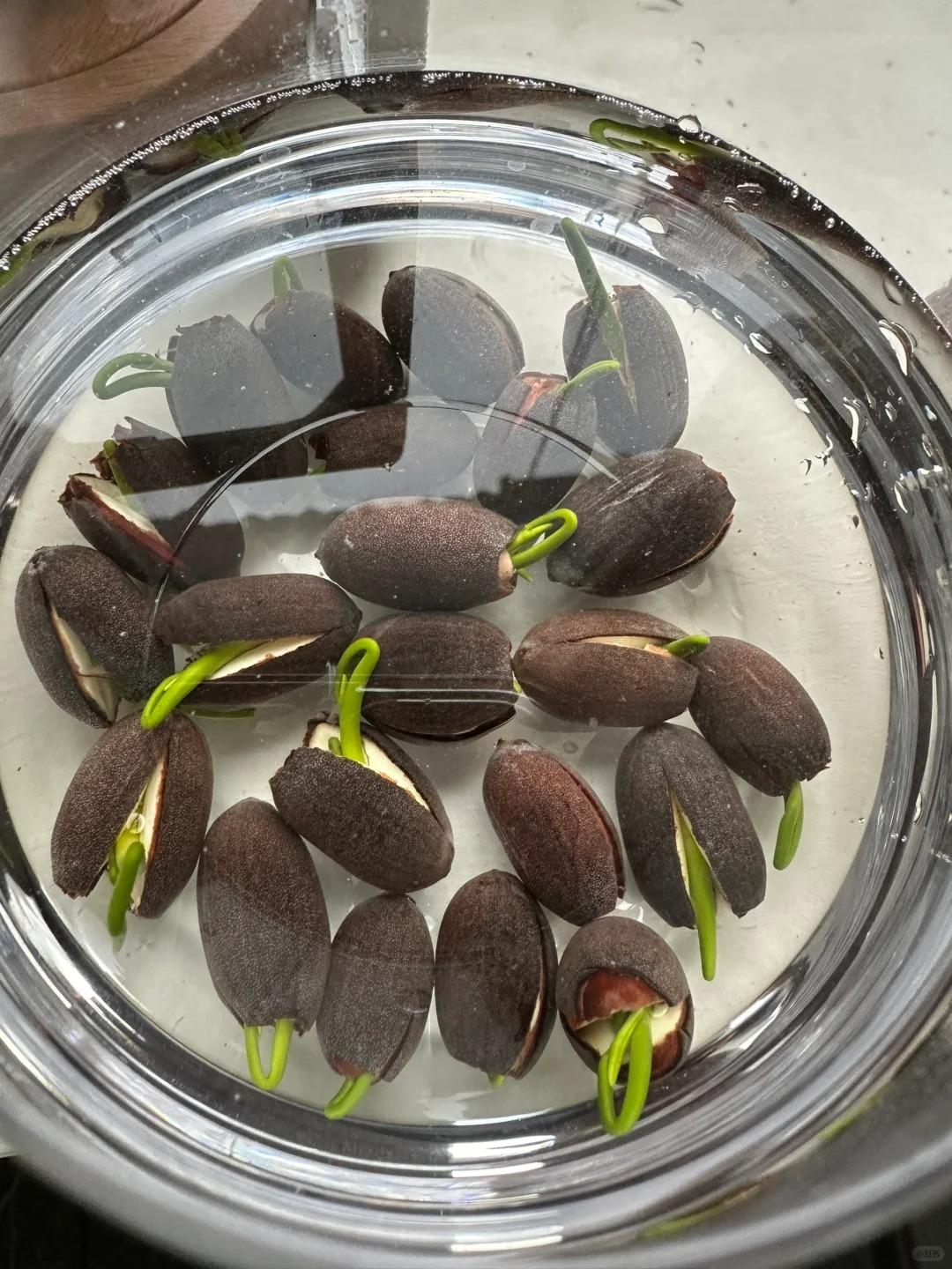 20 Mixed Color Bonsai Lotus Seeds for Ornamental Ponds & Home Planting - Easy to Plant, All Seasons, Open Mouth Bowl Variety