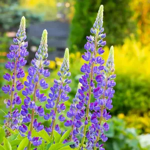 10,000 Lupine Seeds Lupin Bluebonnet Seeds - Premium Flower Seeds - Perennial Showy Wonderful Garden Flower Plants