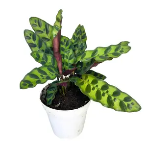4" Calathea Rattlesnake – Prayer Plant - Live Indoor Plant