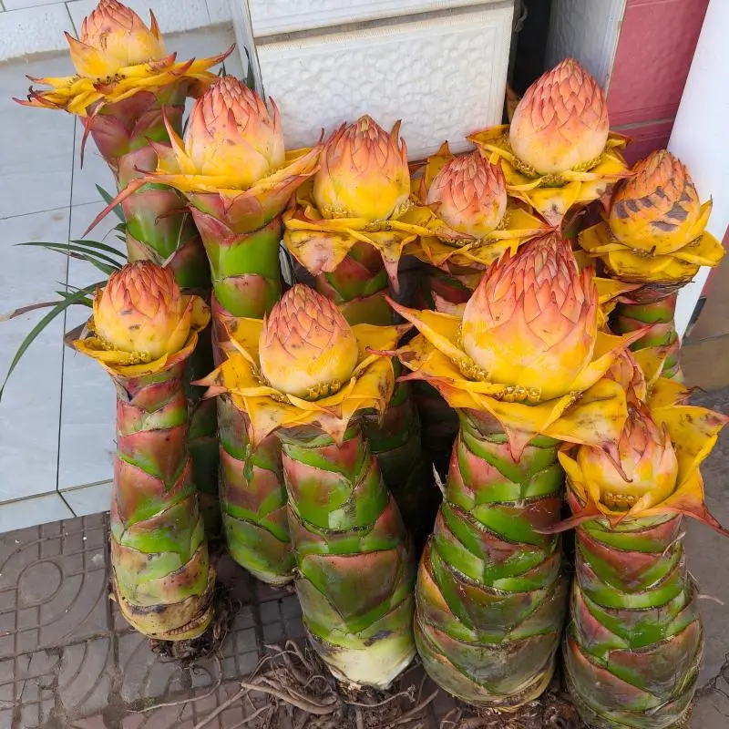 Musella Lasiocarpa Golden Lotus Banana - Ornamental Tropical Perennial, Clump-Growing, Long-Blooming, Low-Maintenance Outdoor Accent Plant for Patio, Courtyard Landscaping (Thrives in Partial Sun)