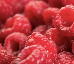 Red Latham Raspberry Seedling – Sweet, Summer-Bearing Favorite to Grow Your Own Raspberry Plant (1 Seedling)