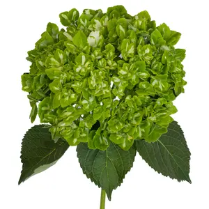 Emerald Hydrangea - Variegated