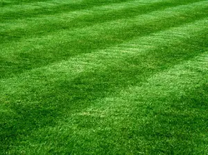 18,000 Emerald Zoysia Grass Seeds - Zoysia 'Emerald' - Lawn Grass