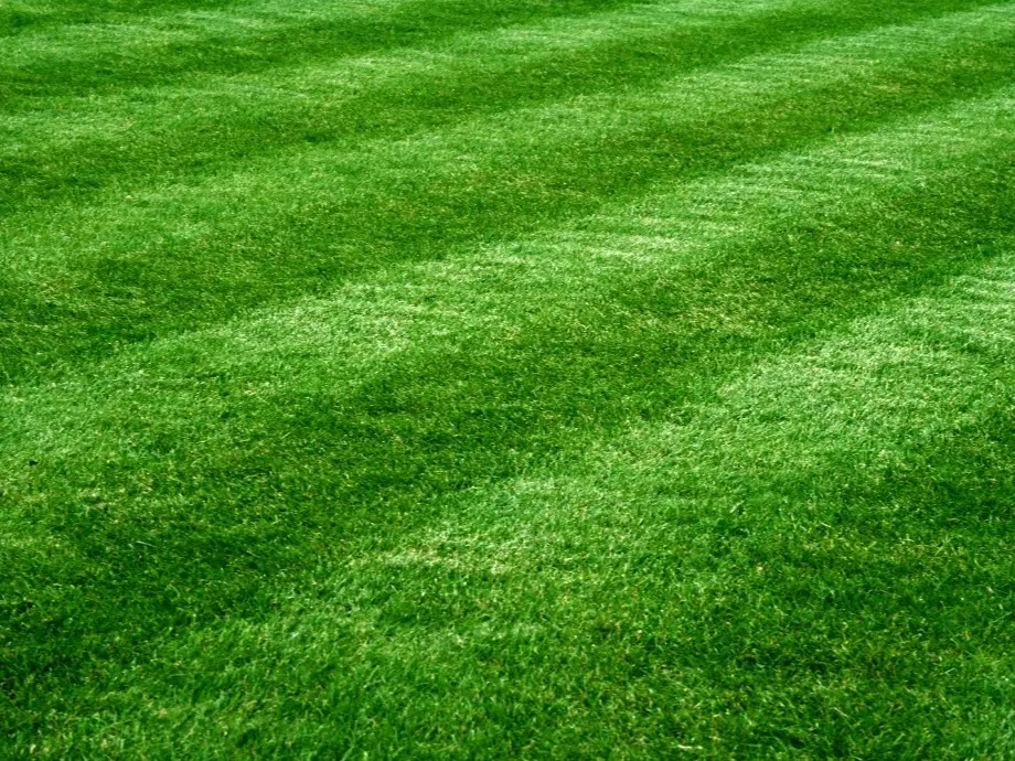 18,000 Emerald Zoysia Grass Seeds - Zoysia 'Emerald' - Lawn Grass