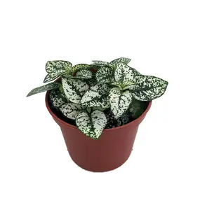 White Splash Polka Dot Plant - Hypoestes - 2.5" Pot - Colorful House Plant