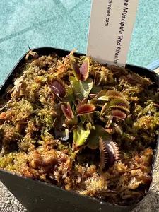 Venus Flytrap (Dionaea Muscipula) 'Red Piranha' in a 3.5" pot