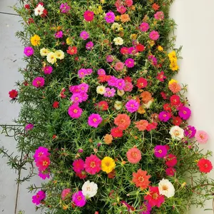 10000+ Double-Petal Portulaca Seeds Bulk | 6–10 Bright Colors, Heirloom Portulaca for Low-Effort Outdoor Planting