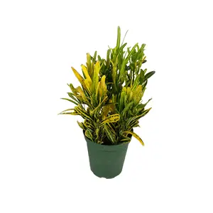 Croton Banana - Live Plant in a 4 Inch Pot - Codiaeum Variegatum 'Banana' - Beautiful Clean Air Indoor Houseplant