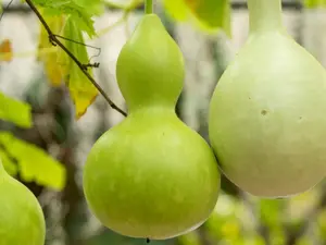 Birdhouse Bottle Gourd Seeds