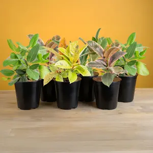 Grower's Choice Variegated Ficus | medium