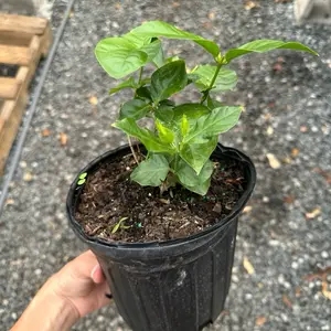Starter Live Jasmine Sambac in Gallon Pot
