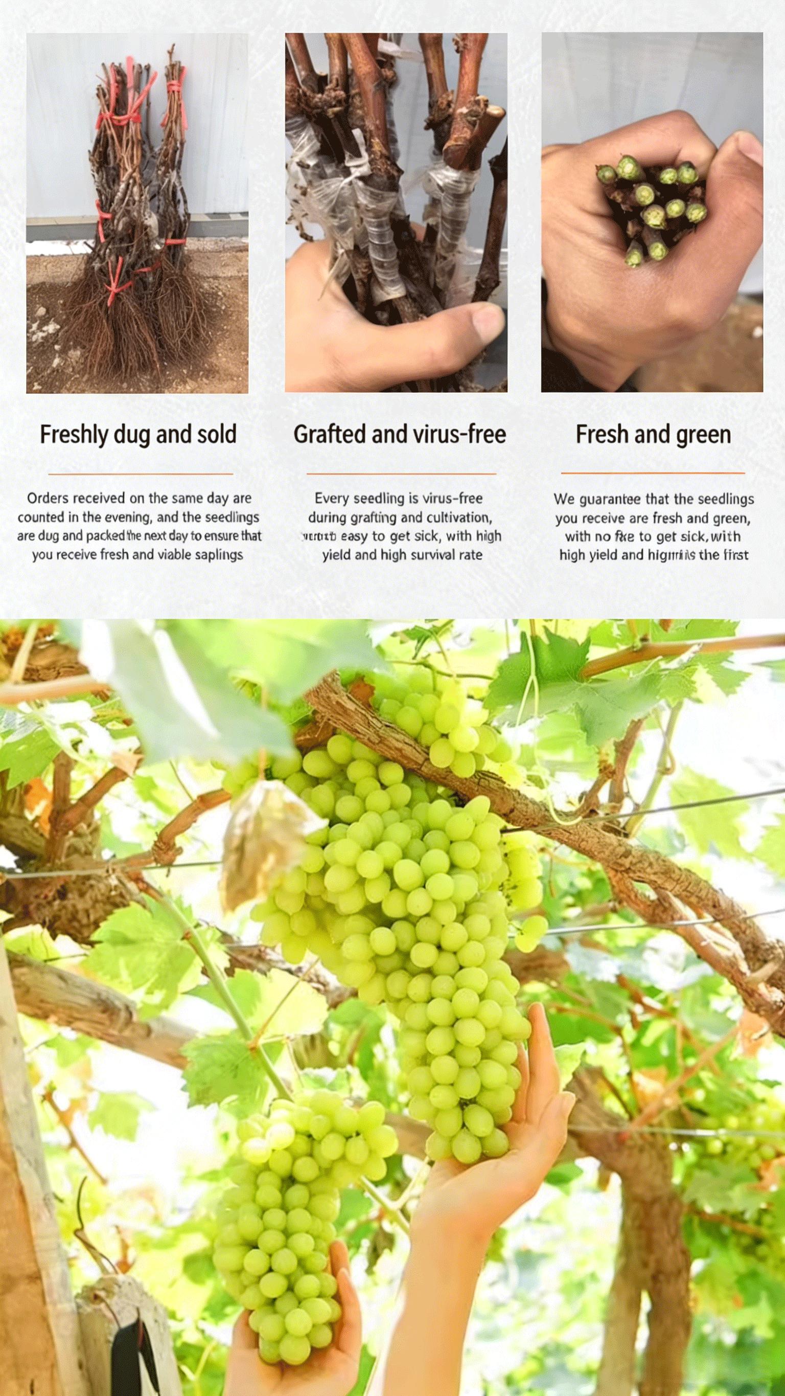 Beginner Friendly Thompson Seedless Grape Sapling | Home Garden Fruit Tree, Balcony or Backyard Plant, Sweet Juicy Grapes Ready to Harvest Beginner Friendly Thompson Seedless Grape Sapling | Home Garden Fruit Tree, Balcony or Backyard Plant, Sweet Juicy Grapes Ready to Harvest