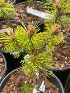 Pinus densiflora 'Low Glow' Dwarf Japanese Red Pine