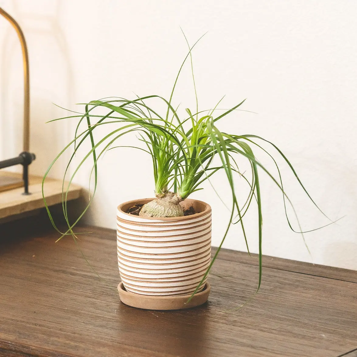 Palm Ponytail Palm Ponytail