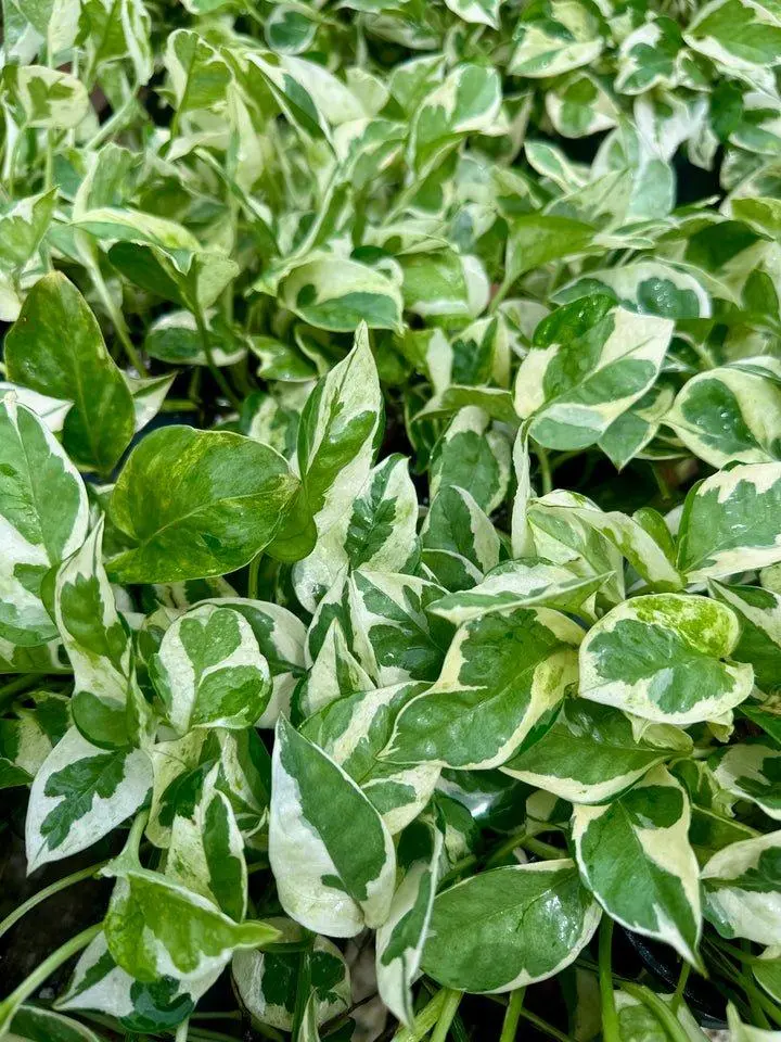 4" Epipremnum 'Pearls and Jade' Plant perfect for Bright, Indirect Light ~ Drought Tolerant