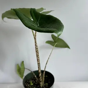 Alocasia Zebrina Reticulata 4" Pot Rare House Plant for Beginners with Unique Leaves Vibrant Green Color