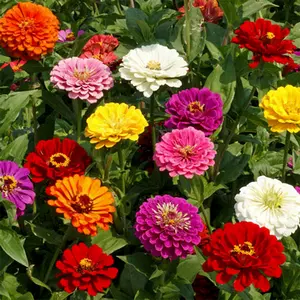 200pcs1000  Crazy Blend Zinnia Giants Zinnia Seeds Flower for Planting Heirloom Non-gmo Usa Grown Premium Flower Seeds - Mix of Red, Orange, Yellow, White, Pink, and Purple Flowers - Attracts Butterflies