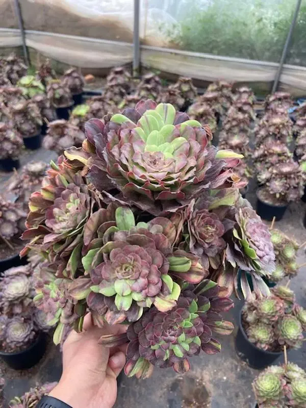 Aeonium Genesis Varigated