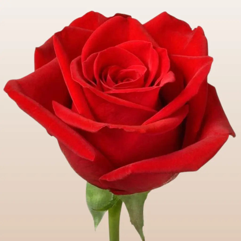 Altamira Roses - Bright Red Variety with 45 Petals Medium Bloom Size 5.5-6.0cm Vase Life 12 Days Mini-Pack 50 Stems Large Pack 100 Stems Fresh from the Farm