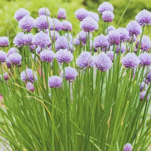 Heirloom Chive Seeds - Organic and Regenerative Gardening Seeds