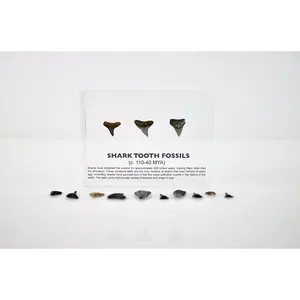 Shark Tooth Fossils