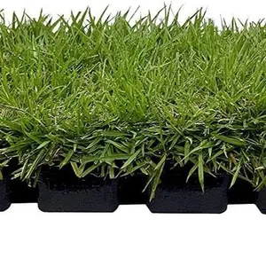 1,000,000PCS 1lb  grass seeds Warm-Season Grass Dense, Carpet-Like Growth, Fine Texture, and Overall Durability for Lawns, Golf Courses, and Other Landscape Applications Grass Seeds Plants