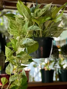 Marble Queen Pothos | 8 In. Hanging Pot | Epipremnum Aureum | Live Plant | Decoration