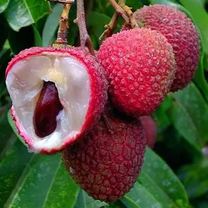15+ Tropical Fruit Litchi Seed for Planting Outdoors-Fresh Organic Lychee Seed Non-GMO Heirloom for Home Outdoor Garden