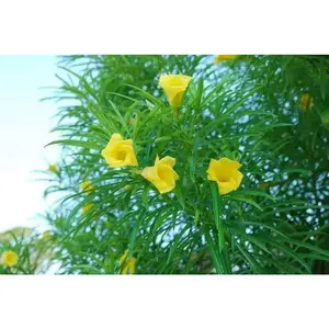 Yellow Oleander Seed ,(Thevetia Peruviana) Lucky Nut - Rare Tropical Shrub
