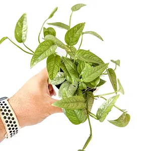 4" Pothos Cebu Blue, Live Houseplant, Indoor Plant