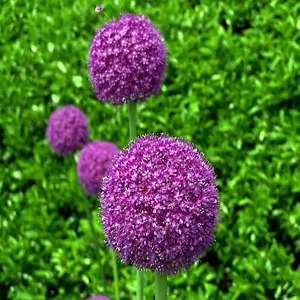 10 PURPLE SENSATION SEEDS (Allium aflatunense) LARGE 4-6" FLOWERS Butterflies