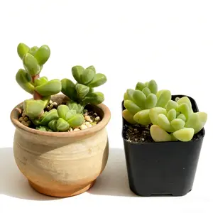 2 Inch Collector's Rosette Harmony Combo Ice Plant Geometric Growth and Graptopetalum Raul Delicate Rosettes Pair for Premium Displays