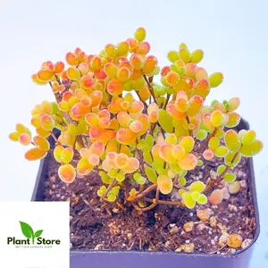 Skilpad Drosanthemum Sp. (real plants, not seeds)