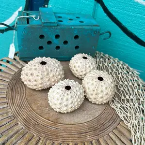 Hawaiian Slate Pencil Urchin