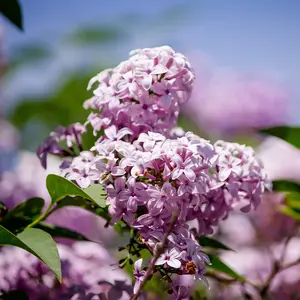 English Lilac Blooms Fragrance Oil