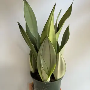 sansevieria moonshine 6" pot Silver Snake Plant - Low Maintenance Indoor House Plant for Home Decor -