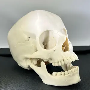 Realist Skull 3D Print - Scanned Human Skull with Detailed Features and Realistic Texture