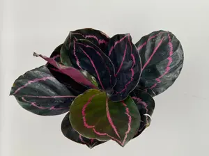 Calathea Dottie | 4 In. Pot | House Plant | Live Plant