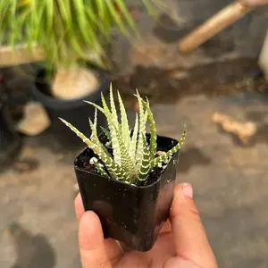 Variegated Haworthia Zebra Plant in 2 Inch Pot - Partial Shade, Dry Soil
