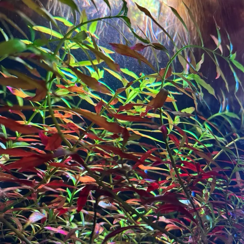Ludwigia Repens + Freshwater Aquarium Plant