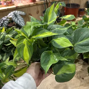 philodendron brasil