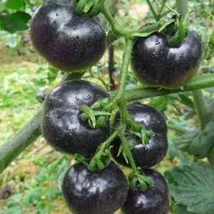 100+ Heirloom Black Cherry Tomato Garden Seeds for Home Growers - Non-gmo Seeds for Bountiful Harvest