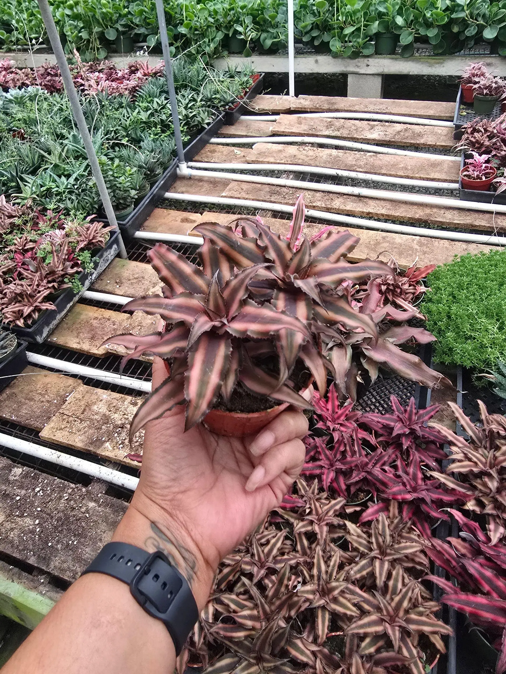 Bromeliad Pink Earth Star